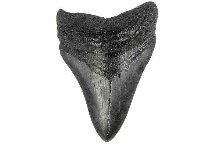 Fossil Megalodon Tooth - South Carolina #186056
